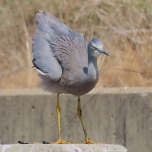 Egretta novaehollandiae at Isabella Plains, ACT - 10 Apr 2023