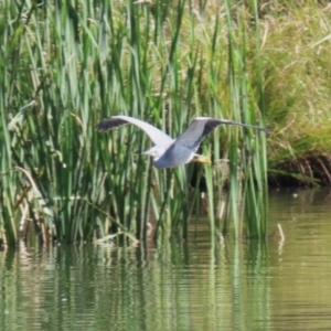 Egretta novaehollandiae at Isabella Plains, ACT - 10 Apr 2023 12:21 PM