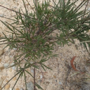 Dillwynia glaucula at Oallen, NSW - 21 Mar 2023