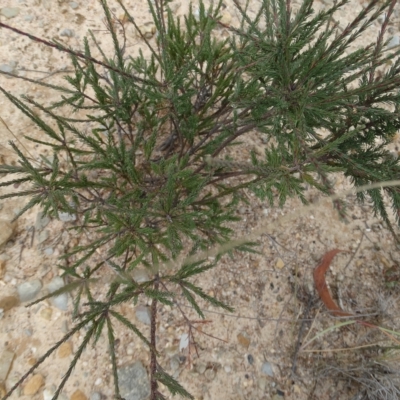 Dillwynia glaucula (Michelago Parrot-pea) at Oallen, NSW - 21 Mar 2023 by Handke6