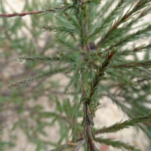 Dillwynia glaucula at Oallen, NSW - 21 Mar 2023