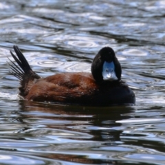 Oxyura australis (Blue-billed Duck) at Upper Stranger Pond - 10 Apr 2023 by RodDeb