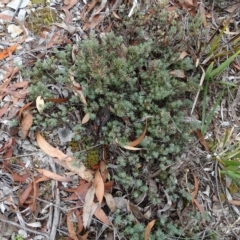 Gompholobium minus (Dwarf Wedge Pea) at Windellama, NSW - 21 Mar 2023 by Handke6