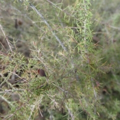 Dillwynia sp. Trichopoda (J.H.Maiden & J.L.Boorman s.n. 40290) NSW Herbarium at Tarago, NSW - 20 Mar 2023 by Handke6