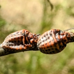 Icerya acaciae (Acacia mealy bug) at Pine Island to Point Hut - 10 Apr 2023 by HelenCross