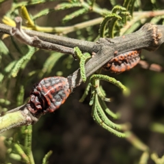 Icerya acaciae at Greenway, ACT - 10 Apr 2023