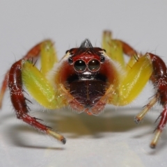 Mopsus mormon (Green Jumping Spider) at Wellington Point, QLD - 9 Apr 2023 by TimL