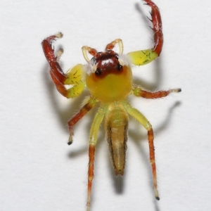 Mopsus mormon at Wellington Point, QLD - suppressed