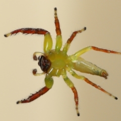 Mopsus mormon at Wellington Point, QLD - suppressed