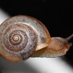 Bradybaena similaris at Wellington Point, QLD by TimL