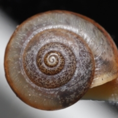 Bradybaena similaris at Wellington Point, QLD - suppressed
