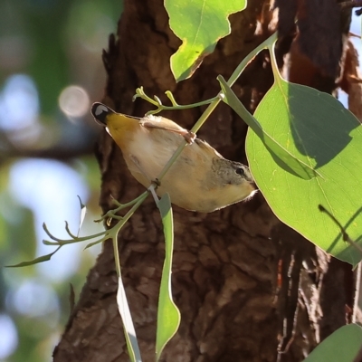 Pardalotus punctatus (Spotted Pardalote) at Wodonga - 9 Apr 2023 by KylieWaldon