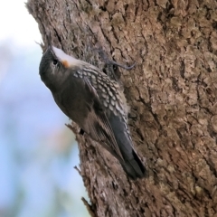 Cormobates leucophaea (White-throated Treecreeper) at West Wodonga, VIC - 9 Apr 2023 by KylieWaldon