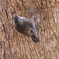 Cormobates leucophaea at West Wodonga, VIC - 10 Apr 2023 09:30 AM