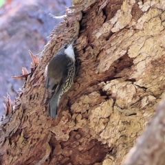 Cormobates leucophaea at West Wodonga, VIC - 10 Apr 2023