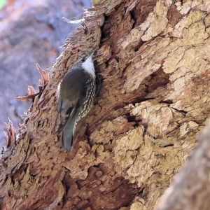 Cormobates leucophaea at West Wodonga, VIC - 10 Apr 2023 09:30 AM