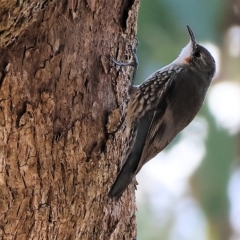 Cormobates leucophaea at West Wodonga, VIC - 10 Apr 2023 09:30 AM