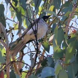 Philemon corniculatus at West Wodonga, VIC - 10 Apr 2023 09:23 AM
