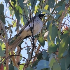 Philemon corniculatus (Noisy Friarbird) at Felltimber Creek NCR - 9 Apr 2023 by KylieWaldon
