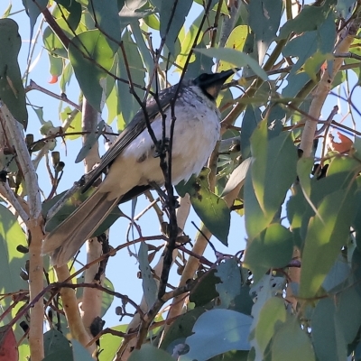 Philemon corniculatus (Noisy Friarbird) at Wodonga - 9 Apr 2023 by KylieWaldon