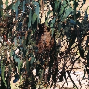 Philemon corniculatus at West Wodonga, VIC - 10 Apr 2023 09:23 AM