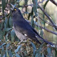 Strepera graculina (Pied Currawong) at West Wodonga, VIC - 9 Apr 2023 by KylieWaldon