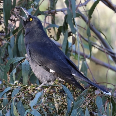 Strepera graculina (Pied Currawong) at Wodonga - 9 Apr 2023 by KylieWaldon