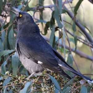 Strepera graculina at West Wodonga, VIC - 10 Apr 2023