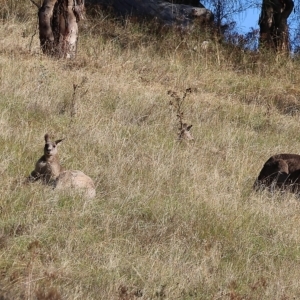 Macropus giganteus at West Wodonga, VIC - 10 Apr 2023 10:21 AM