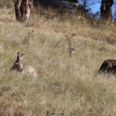 Macropus giganteus (Eastern Grey Kangaroo) at Felltimber Creek NCR - 10 Apr 2023 by KylieWaldon