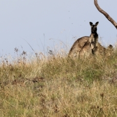 Macropus giganteus at West Wodonga, VIC - 10 Apr 2023 10:21 AM