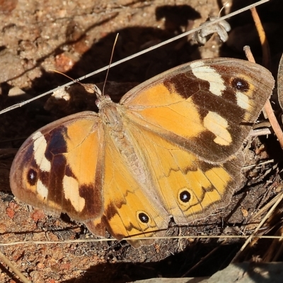 Heteronympha merope (Common Brown Butterfly) at Wodonga - 9 Apr 2023 by KylieWaldon