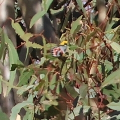 Delias harpalyce (Imperial Jezebel) at West Wodonga, VIC - 10 Apr 2023 by KylieWaldon