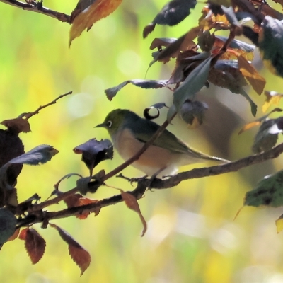 Zosterops lateralis (Silvereye) at Felltimber Creek NCR - 10 Apr 2023 by KylieWaldon