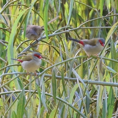 Neochmia temporalis (Red-browed Finch) at West Wodonga, VIC - 10 Apr 2023 by KylieWaldon