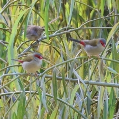 Neochmia temporalis (Red-browed Finch) at West Wodonga, VIC - 10 Apr 2023 by KylieWaldon