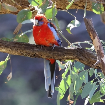 Platycercus elegans (Crimson Rosella) at Wodonga - 10 Apr 2023 by KylieWaldon