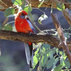 Platycercus elegans at West Wodonga, VIC - 10 Apr 2023