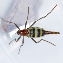 Boreoides subulatus at Aranda, ACT - suppressed