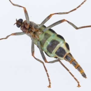 Boreoides subulatus at Aranda, ACT - suppressed