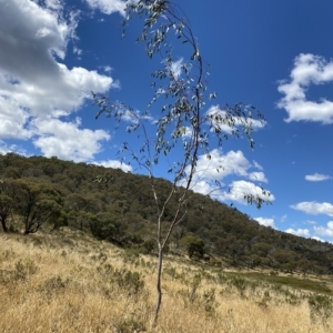 Eucalyptus lacrimans at Tantangara, NSW - 12 Mar 2023