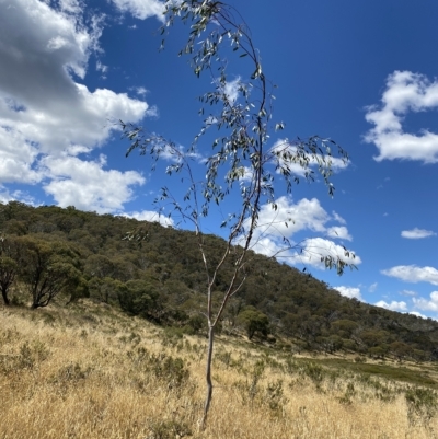 Eucalyptus lacrimans (Weeping Snow Gum) at Tantangara, NSW - 12 Mar 2023 by Tapirlord