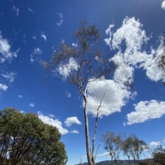Eucalyptus lacrimans at Kosciuszko National Park - 12 Mar 2023