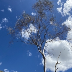 Eucalyptus lacrimans at Kosciuszko National Park - 12 Mar 2023