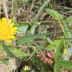 Podolepis hieracioides at Bimberi, NSW - 12 Mar 2023