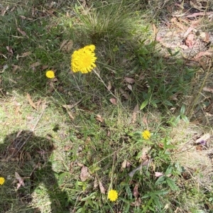 Podolepis hieracioides at Bimberi, NSW - 12 Mar 2023