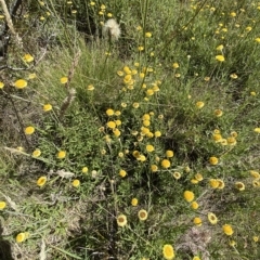 Coronidium monticola (Mountain Button Everlasting) at Bimberi, NSW - 12 Mar 2023 by Tapirlord