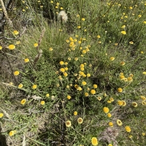 Coronidium monticola at Bimberi, NSW - 12 Mar 2023