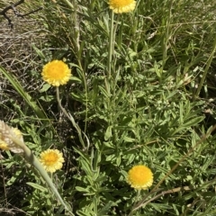 Coronidium monticola at Bimberi, NSW - 12 Mar 2023 11:45 AM