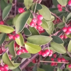 Cotoneaster pannosus (Cotoneaster) at Kambah, ACT - 10 Apr 2023 by MichaelBedingfield